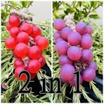 Grape Soap ( Bundle of All) - 3 in 1 - Luxury and Glorious - Luxury of skin - Image 3