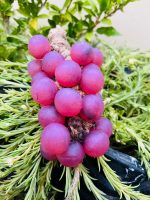 Grape Soap ( Bundle of All) - 3 in 1 - Luxury and Glorious - Luxury of skin - Image 5